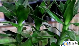 富贵竹生根后怎么养