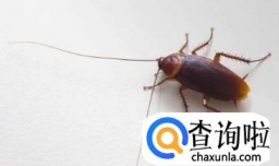 特别害怕虫子怎么办，比如毛毛虫蟑螂！