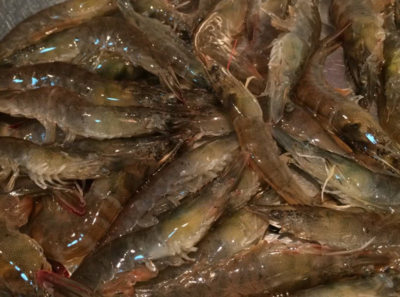 蒜泥爆炒虾的做法