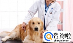 金毛感冒了有哪些症状