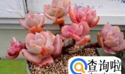 多肉植物白凤怎么露养