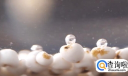 山药薏仁两吃怎么做