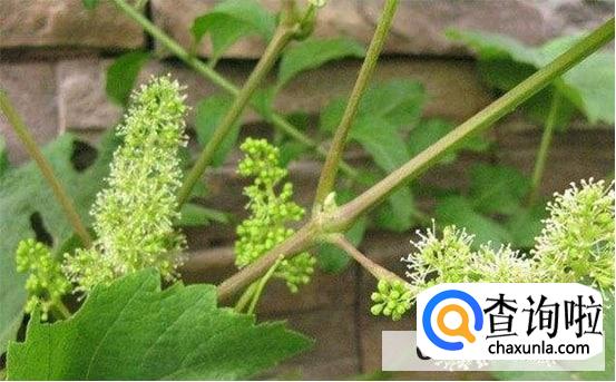 有花穗后怎么修剪葡萄