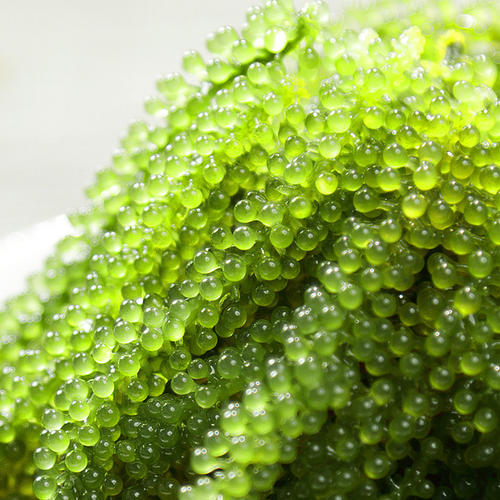 为什么有些鱼籽是绿色的