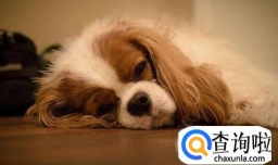 幼犬患细小病毒的前期的表现症状