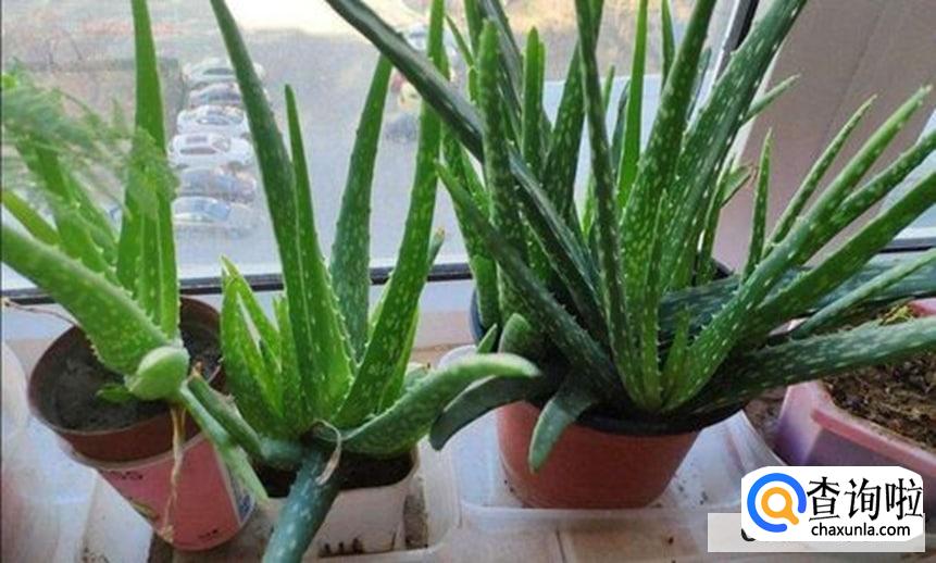 怎样养好芦荟比较好