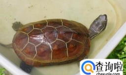 什么人适合养龟