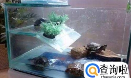 怎么样养好乌龟