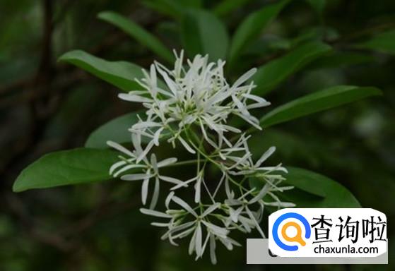 流苏树有哪些风水禁忌