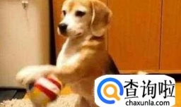 狗取什么名字好，狗取什么名字最好听？