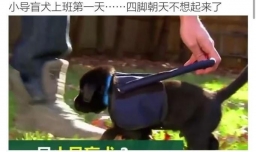 秒拍视频怎样下载到本地手机