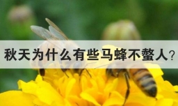 秋天为什么有些马蜂不螫人