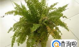 波士顿蕨怎么养