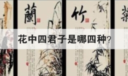 花中四君子是哪四种