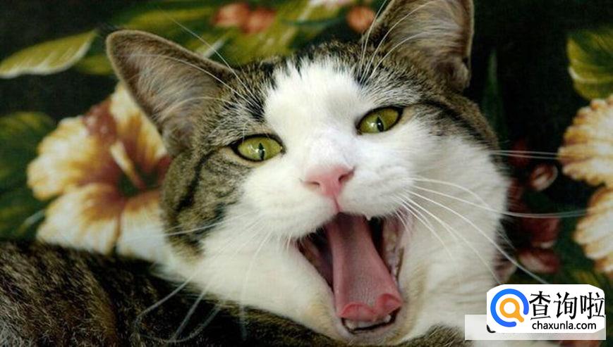 如何识别猫的情绪