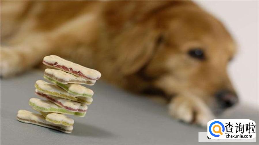 如何才能保证宠物食品安全