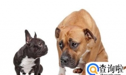 世界上有多少种狗？