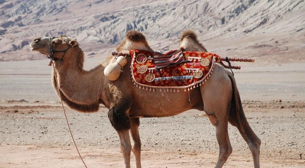 为什么说骆驼是沙漠之舟