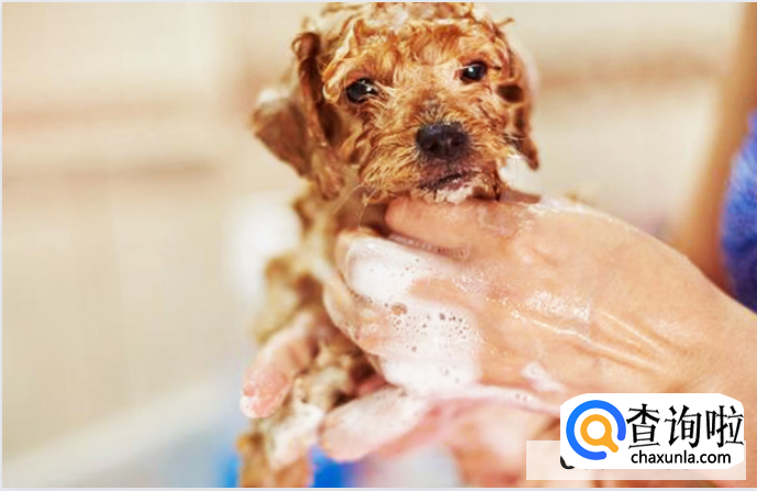 新手养可爱的狗狗要注意什么？