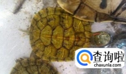 冬天小乌龟要怎么养？