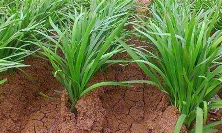 六月的韭菜为什么不能吃