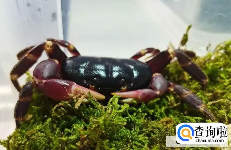 如何饲养宠物螃蟹?