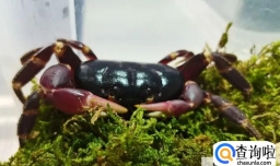 如何饲养宠物螃蟹？