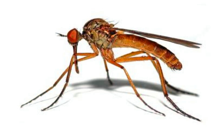 怎么让蚊子不咬自己