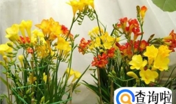 香雪兰（小苍兰）种球的栽培种植方法