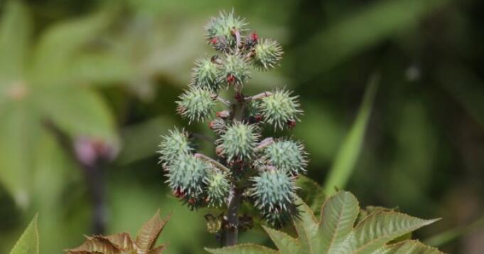 蓖麻子的功效与作用