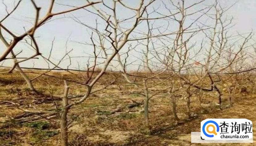 怎么防治牛皮癣扩散