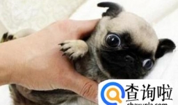 2个多月巴哥幼犬怎么养