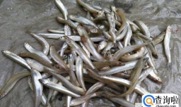 怎么确定母鱼要生产了