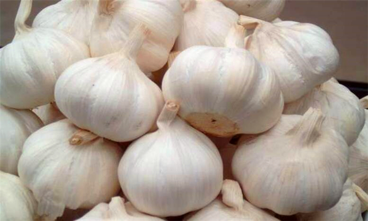 大蒜是辛辣食物吗