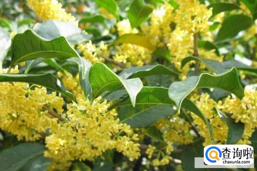 桂花怎么样养护