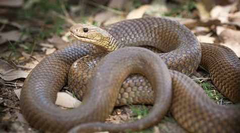 世界上最毒的蛇排名