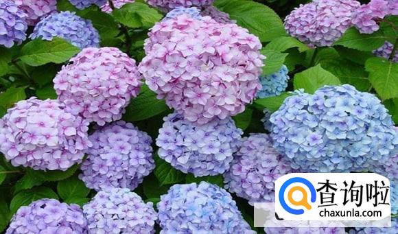 绣球花苗买回来怎么种植最好