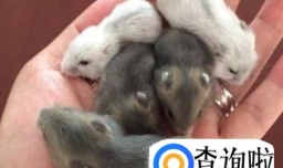 养仓鼠的一些小常识