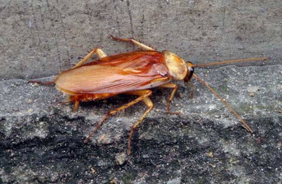 厨房有蟑螂怎么办