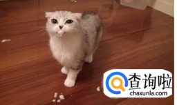 猫咪口吐白沫怎么办
