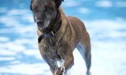 为什么马犬不合适家养