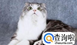 宠物猫如何托运