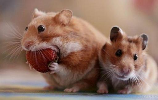 仓鼠的品种有哪些区别？