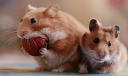 仓鼠的品种有哪些区别？