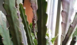 令箭荷花的修剪方法