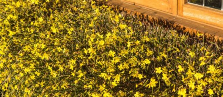 迎春花是什么颜色