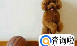 泰迪毛量少怎么办 怎么增加泰迪毛量