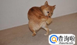 怎么教狗狗在外面大小便