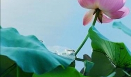 什么样的泥适合养莲花？