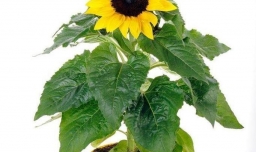 怎么种向日葵？